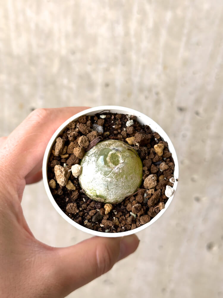 【現品限り】コノフィツム・ブルゲリ【N34】 Conophytum burgeri