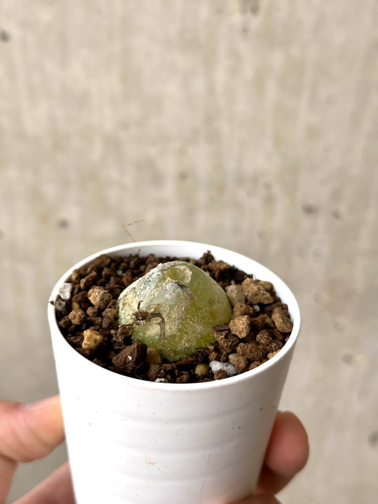 【現品限り】コノフィツム・ブルゲリ【N34】 Conophytum burgeri
