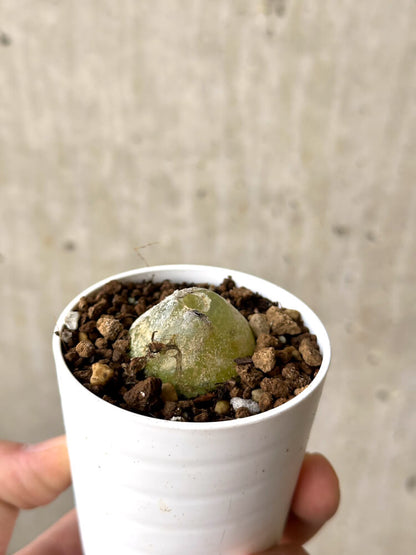 【現品限り】コノフィツム・ブルゲリ【N34】 Conophytum burgeri