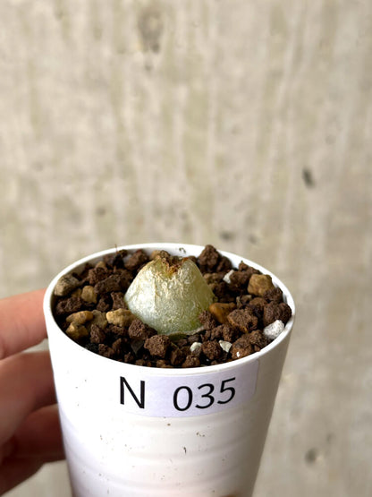 【現品限り】コノフィツム・ブルゲリ【N35】 Conophytum burgeri