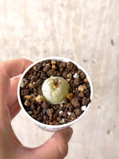 【現品限り】コノフィツム・ブルゲリ【N35】 Conophytum burgeri