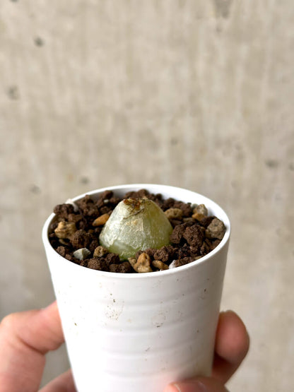 【現品限り】コノフィツム・ブルゲリ【N35】 Conophytum burgeri