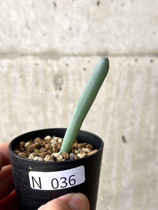 【現品限り】オーニソガラム・ユニフォリアツム【N36】 Ornithogalum unifoliatum