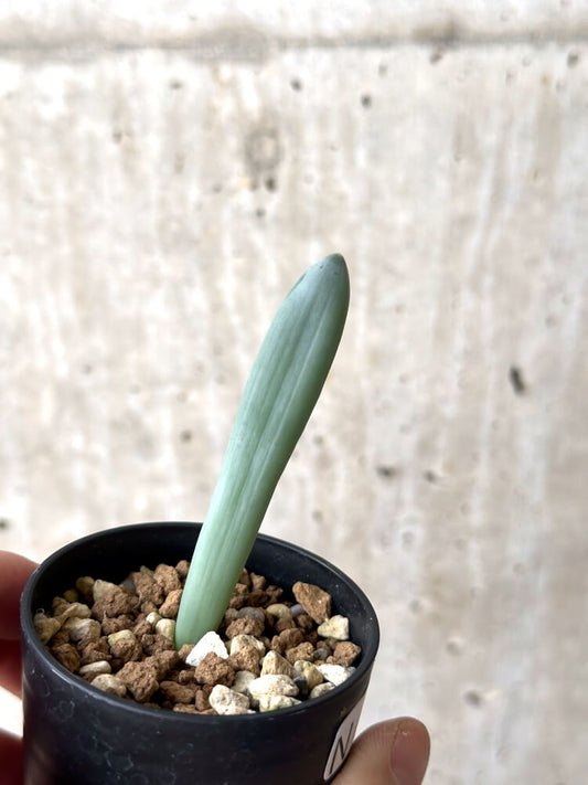 【現品限り】オーニソガラム・ユニフォリアツム【N36】 Ornithogalum unifoliatum