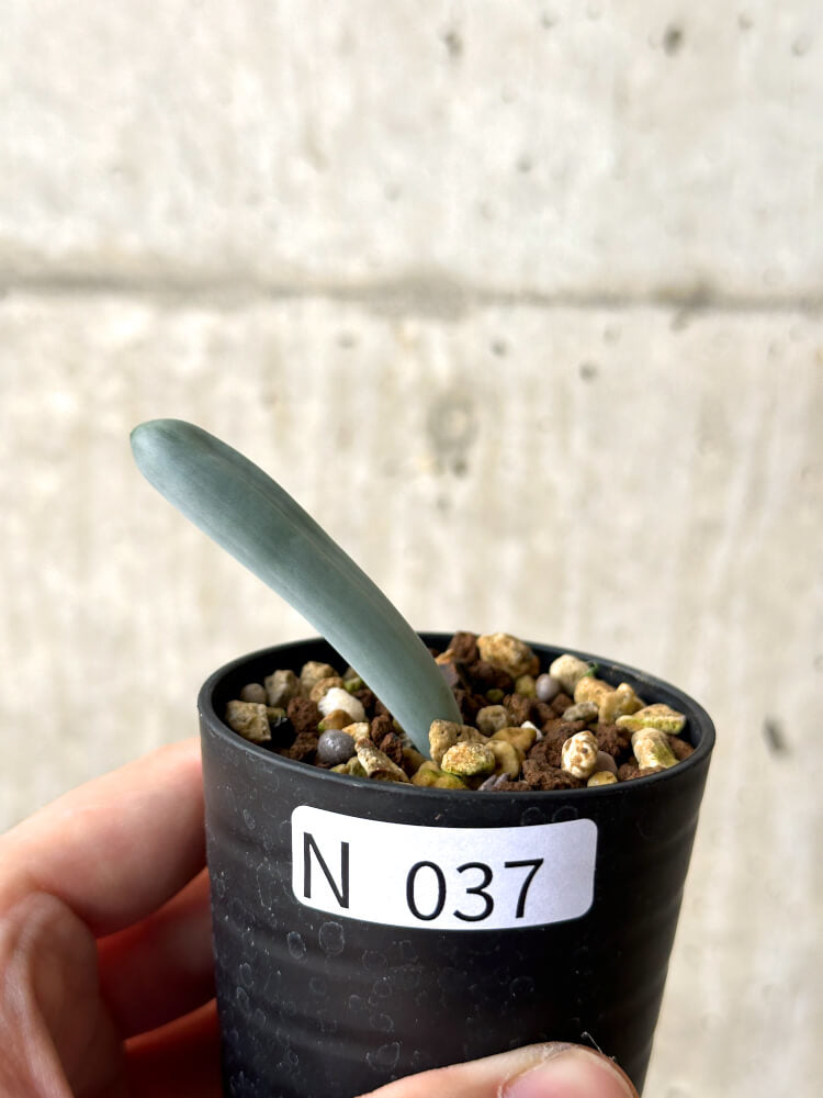 【現品限り】オーニソガラム・ユニフォリアツム【N37】 Ornithogalum unifoliatum