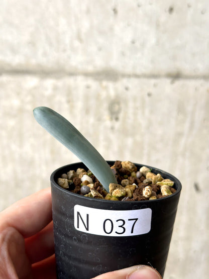 【現品限り】オーニソガラム・ユニフォリアツム【N37】 Ornithogalum unifoliatum