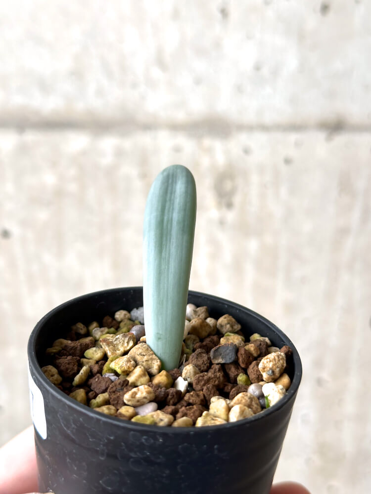 【現品限り】オーニソガラム・ユニフォリアツム【N37】 Ornithogalum unifoliatum