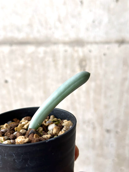 【現品限り】オーニソガラム・ユニフォリアツム【N37】 Ornithogalum unifoliatum