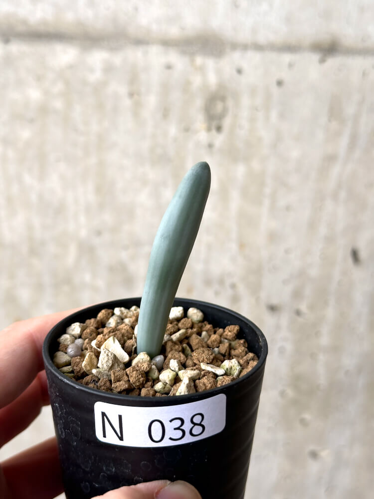 【現品限り】オーニソガラム・ユニフォリアツム【N38】 Ornithogalum unifoliatum