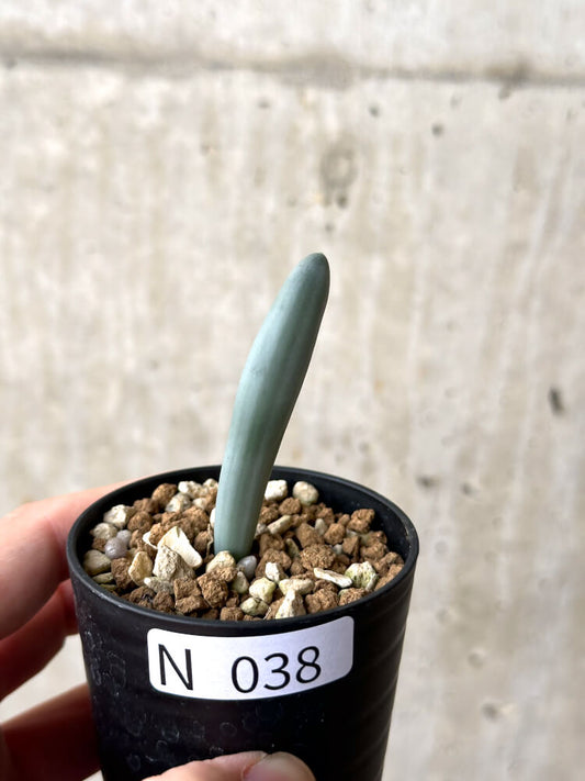 【現品限り】オーニソガラム・ユニフォリアツム【N38】 Ornithogalum unifoliatum