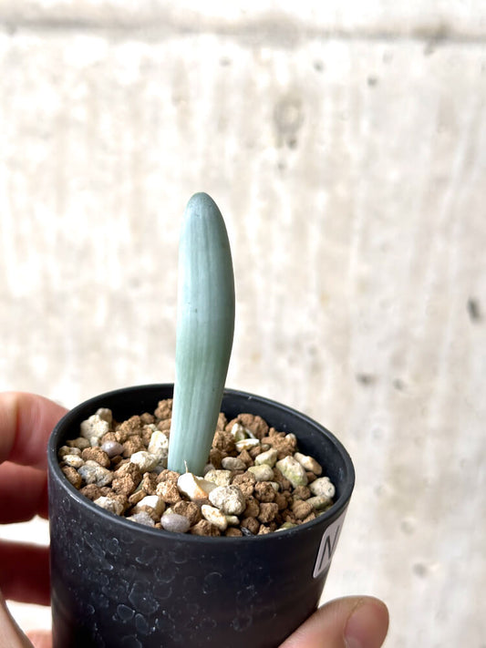 【現品限り】オーニソガラム・ユニフォリアツム【N38】 Ornithogalum unifoliatum
