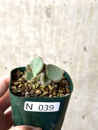 【現品限り】チレコドン・ノルティ【N39】 Tylecodon nolteei