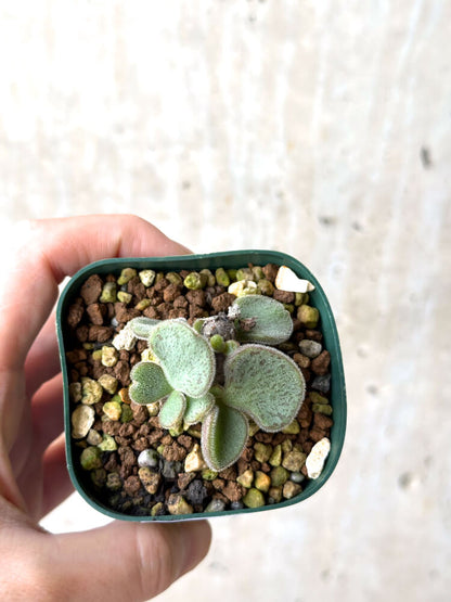 【現品限り】チレコドン・ノルティ【N39】 Tylecodon nolteei