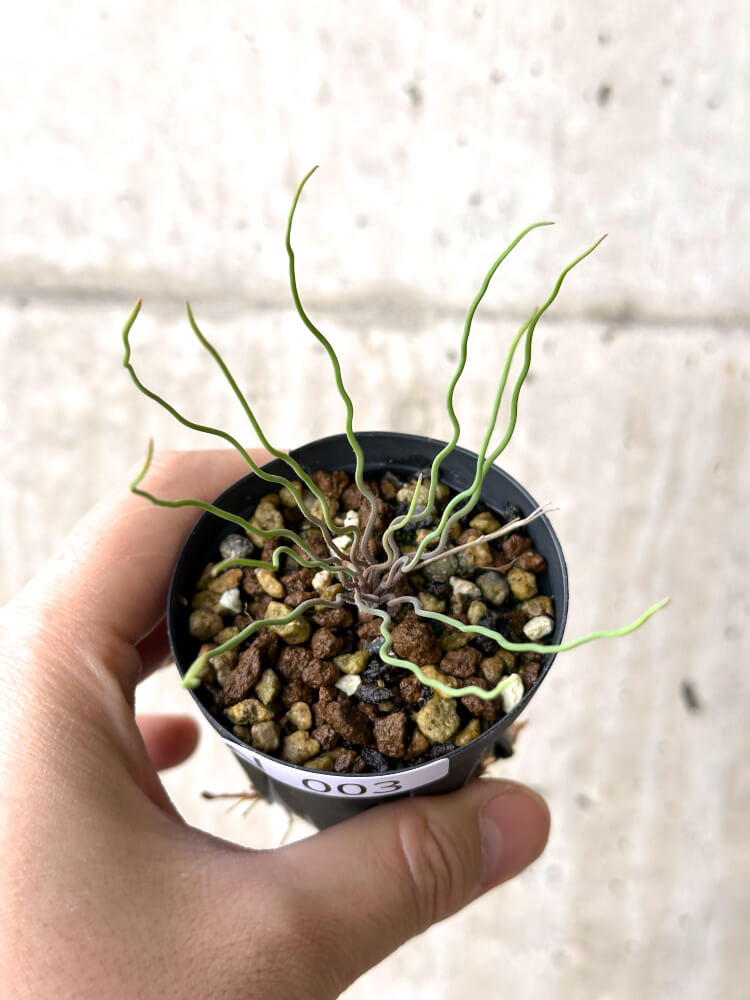 【現品限り】ブルビネ・トルタ【N3】 Bulbine torta