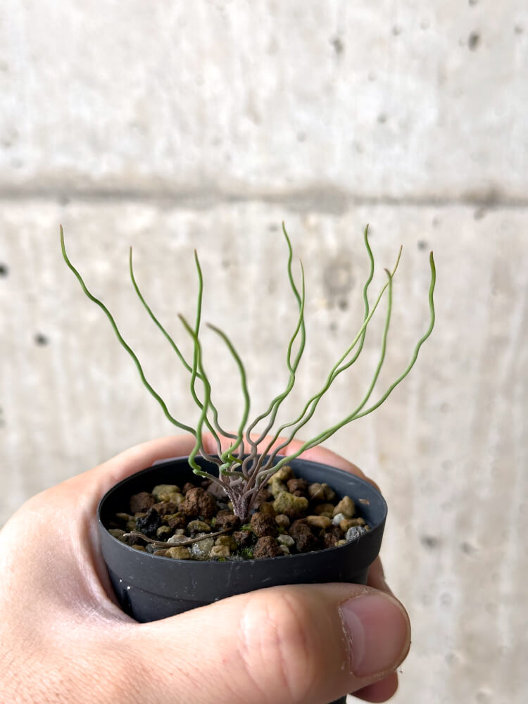 【現品限り】ブルビネ・トルタ【N3】 Bulbine torta