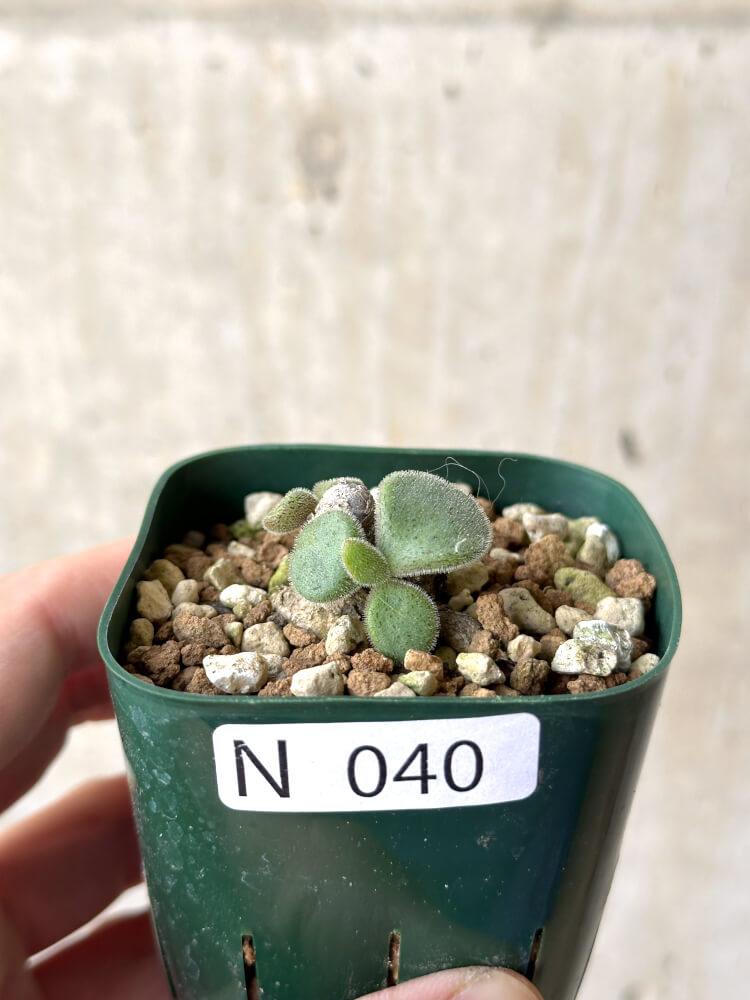 【現品限り】チレコドン・ノルティ【N40】 Tylecodon nolteei