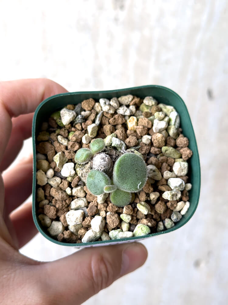 【現品限り】チレコドン・ノルティ【N40】 Tylecodon nolteei