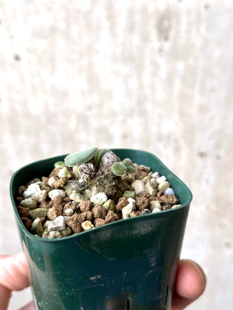 【現品限り】チレコドン・ノルティ【N40】 Tylecodon nolteei