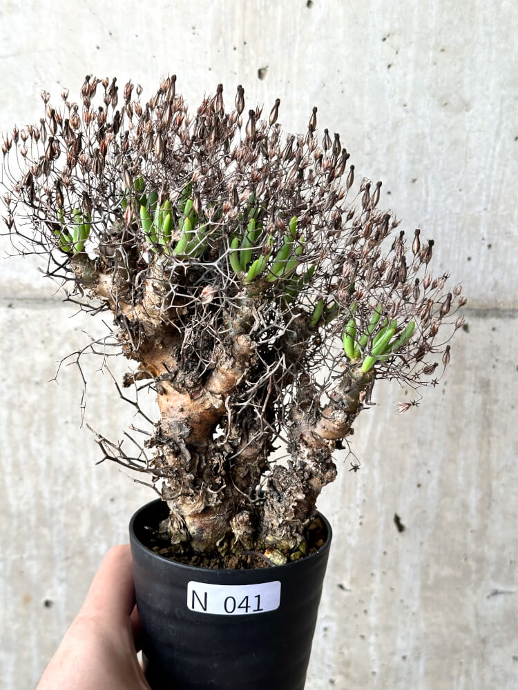 【現品限り】チレコドン・レティキュラータス 万物想【N41】 Tylecodon reticulatus