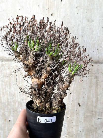 【現品限り】チレコドン・レティキュラータス 万物想【N41】 Tylecodon reticulatus