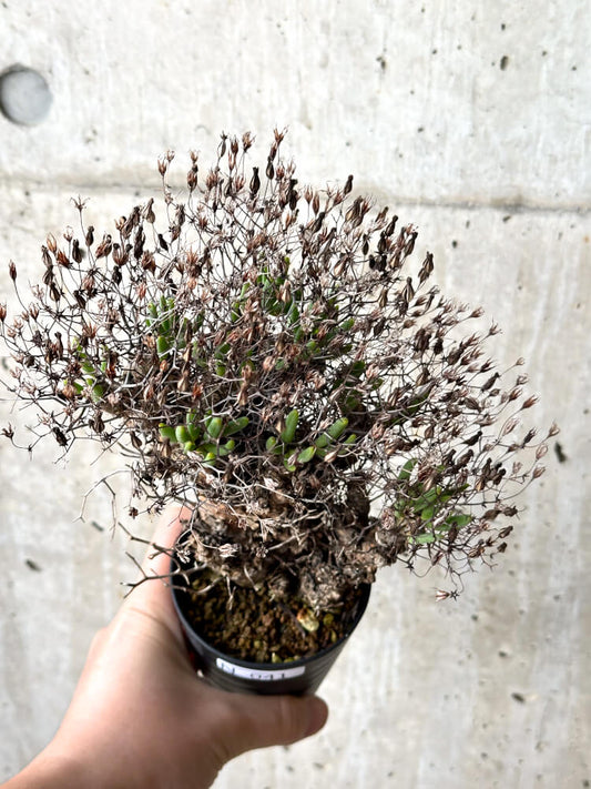 【現品限り】チレコドン・レティキュラータス 万物想【N41】 Tylecodon reticulatus