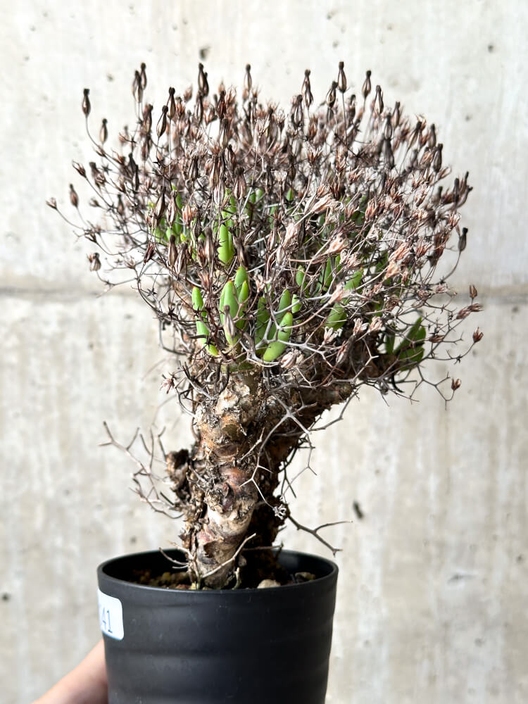 【現品限り】チレコドン・レティキュラータス 万物想【N41】 Tylecodon reticulatus