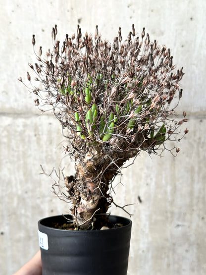 【現品限り】チレコドン・レティキュラータス 万物想【N41】 Tylecodon reticulatus