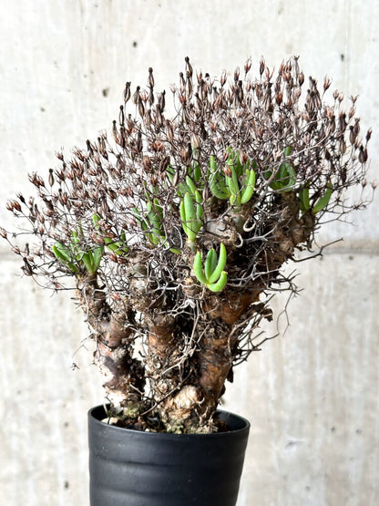 【現品限り】チレコドン・レティキュラータス 万物想【N41】 Tylecodon reticulatus