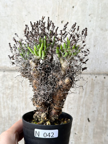 【現品限り】チレコドン・レティキュラータス 万物想【N42】 Tylecodon reticulatus