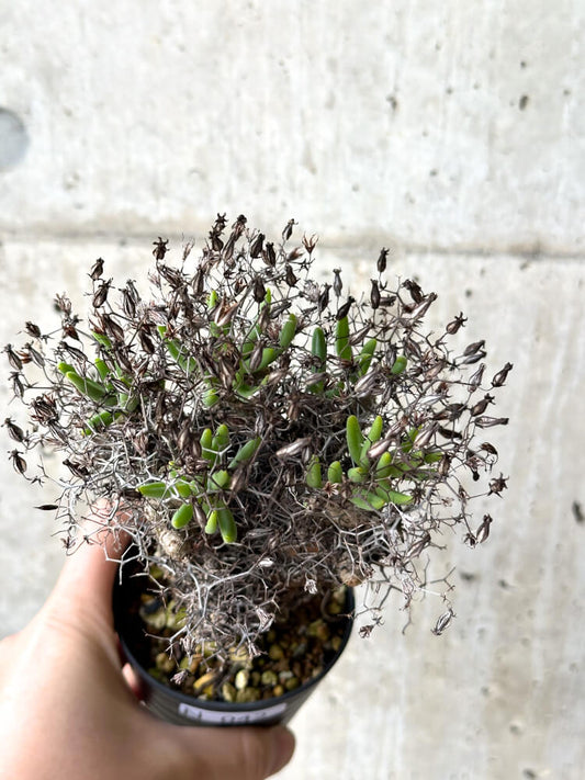 【現品限り】チレコドン・レティキュラータス 万物想【N42】 Tylecodon reticulatus