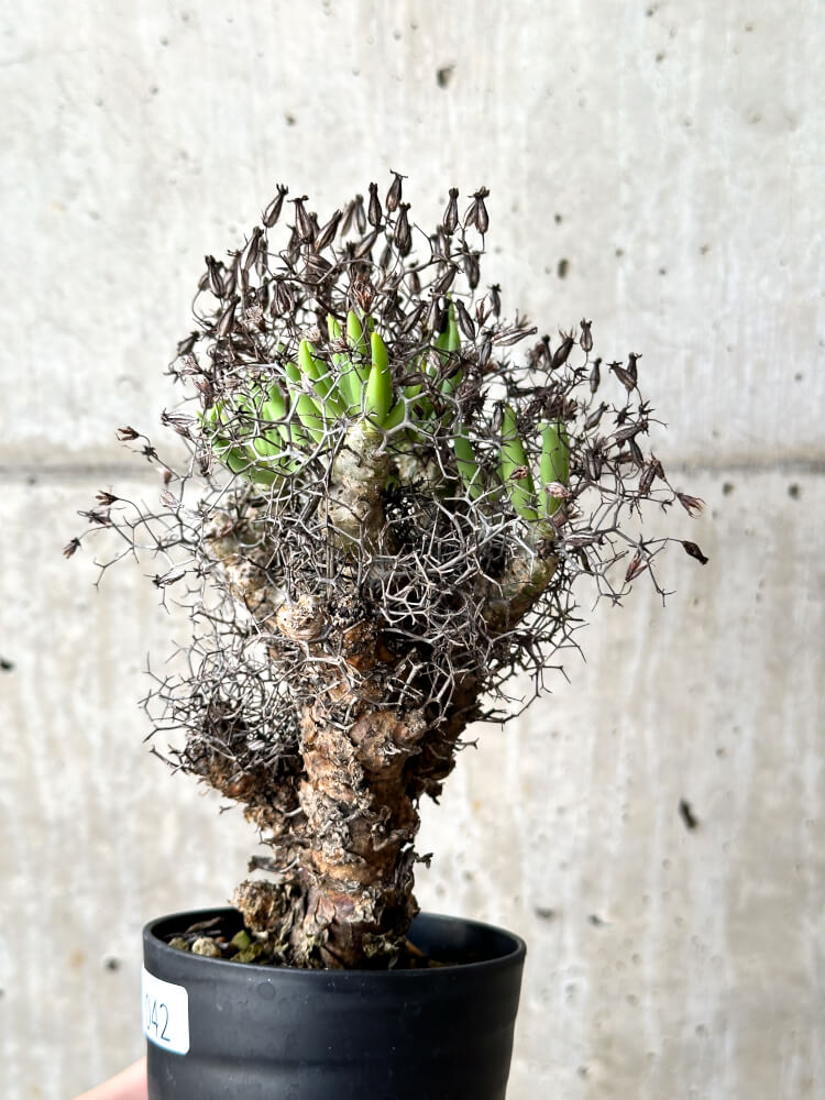 【現品限り】チレコドン・レティキュラータス 万物想【N42】 Tylecodon reticulatus