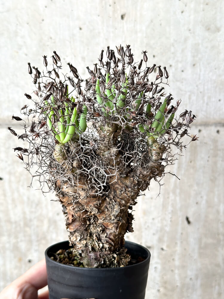 【現品限り】チレコドン・レティキュラータス 万物想【N42】 Tylecodon reticulatus