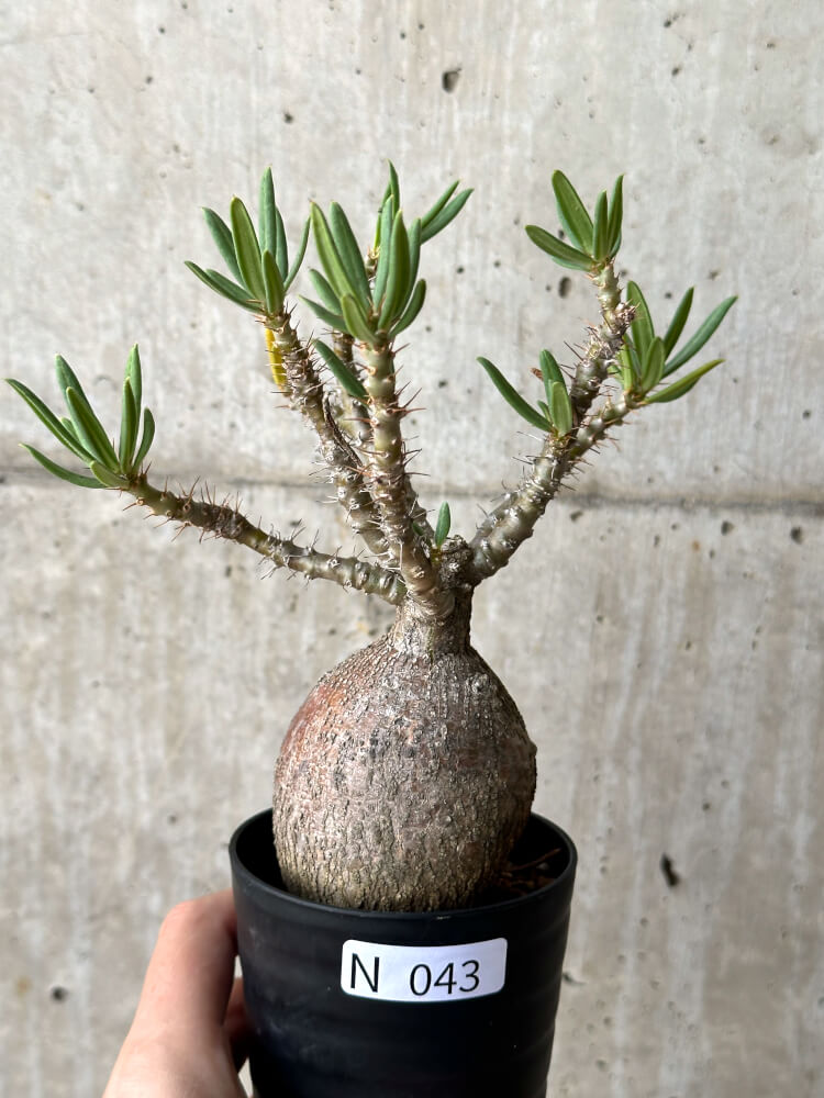 【現品限り】パキポディウム・ビスピノーサム 現地株【N43】 Pachypodium bispinosum