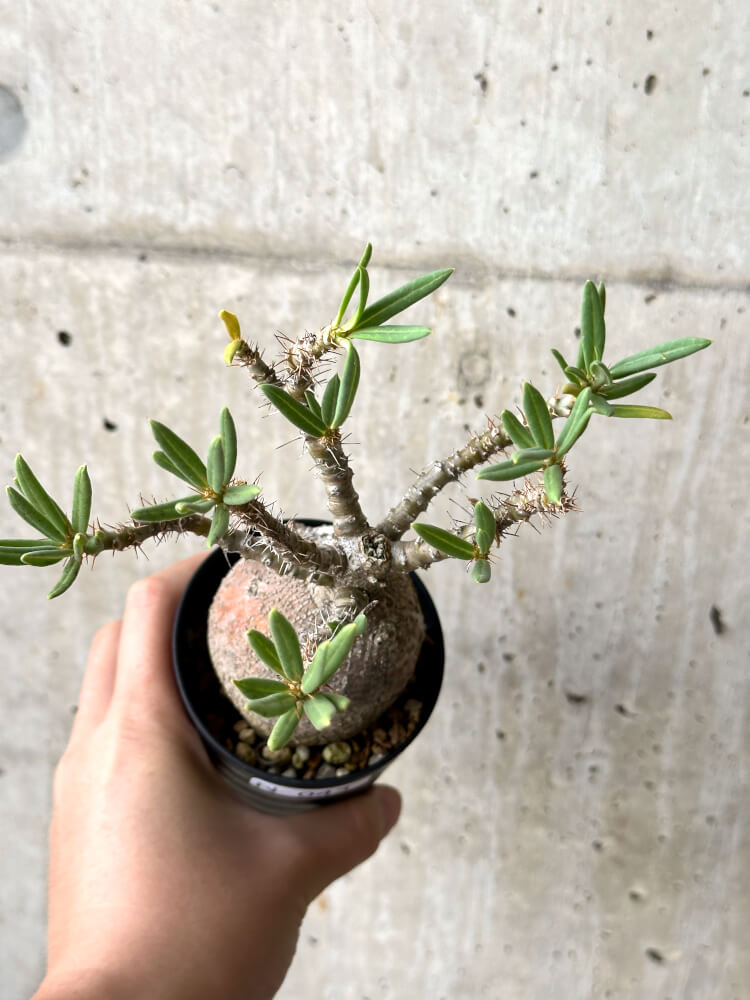【現品限り】パキポディウム・ビスピノーサム 現地株【N43】 Pachypodium bispinosum