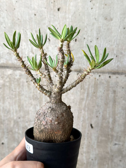 【現品限り】パキポディウム・ビスピノーサム 現地株【N43】 Pachypodium bispinosum