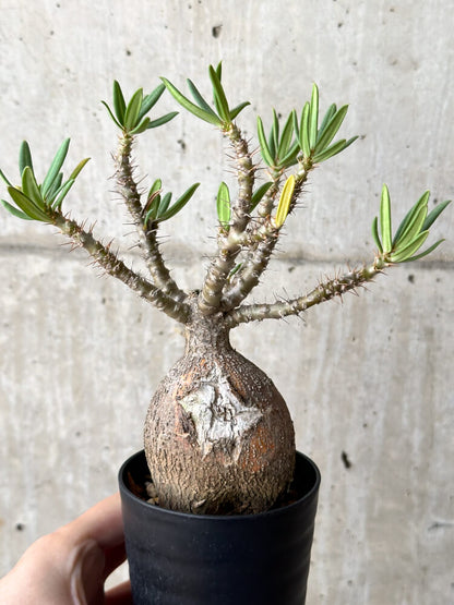 【現品限り】パキポディウム・ビスピノーサム 現地株【N43】 Pachypodium bispinosum