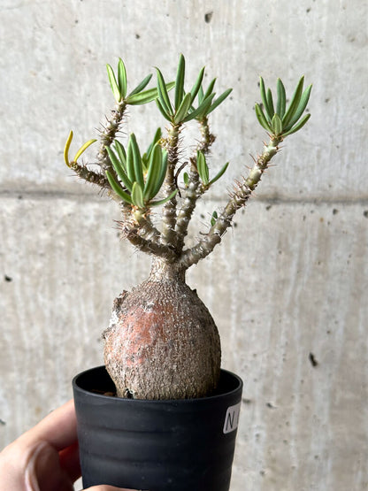 【現品限り】パキポディウム・ビスピノーサム 現地株【N43】 Pachypodium bispinosum