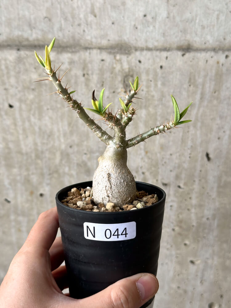 【現品限り】パキポディウム・ビスピノーサム 実生【N44】 Pachypodium bispinosum