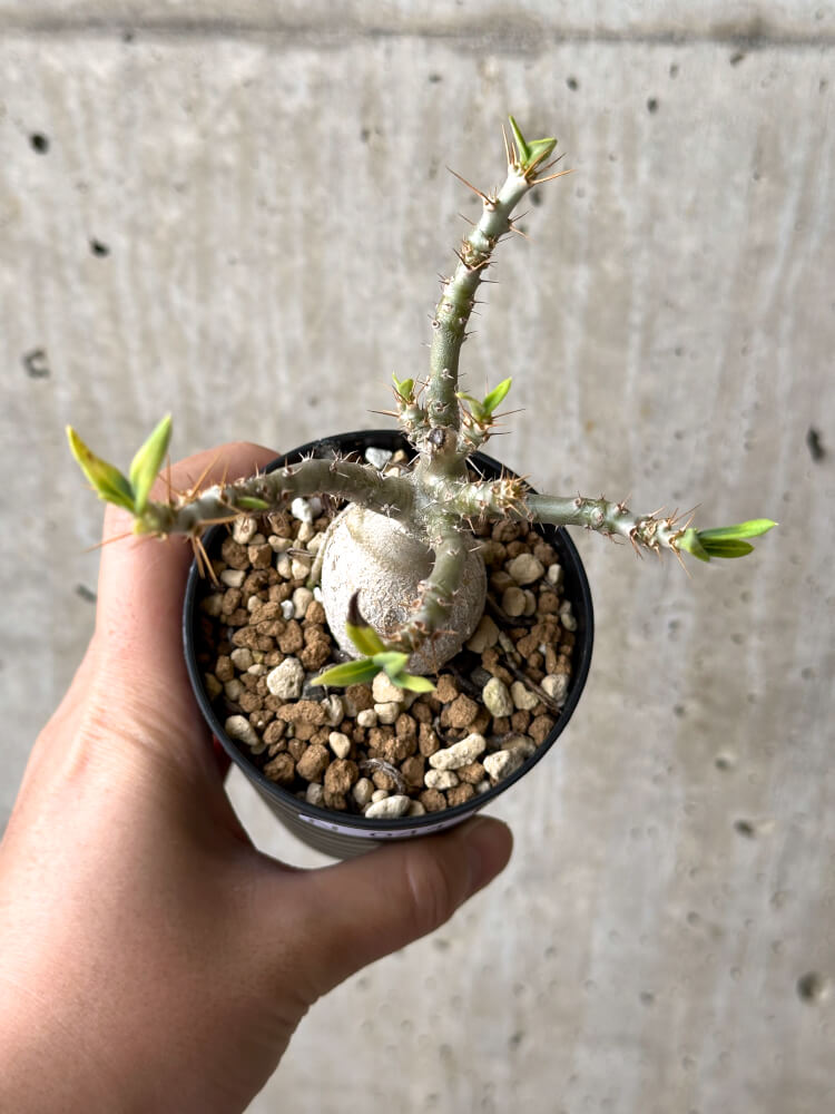 【現品限り】パキポディウム・ビスピノーサム 実生【N44】 Pachypodium bispinosum
