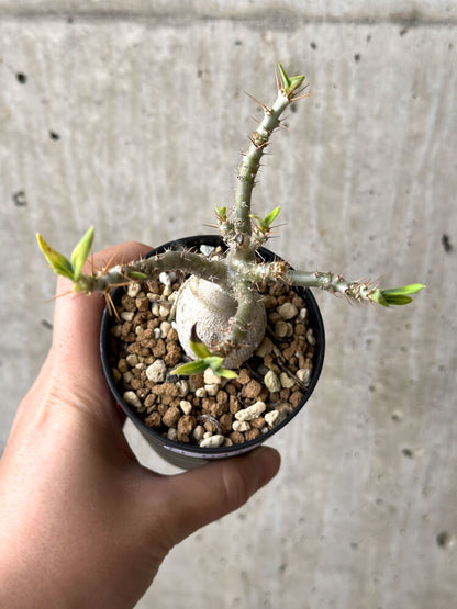【現品限り】パキポディウム・ビスピノーサム 実生【N44】 Pachypodium bispinosum