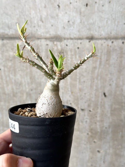 【現品限り】パキポディウム・ビスピノーサム 実生【N44】 Pachypodium bispinosum