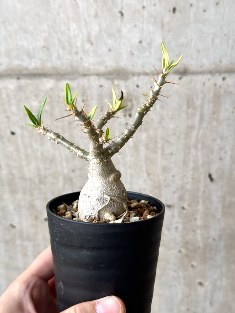 現品限り】パキポディウム・ビスピノーサム 実生【N44】 Pachypodium