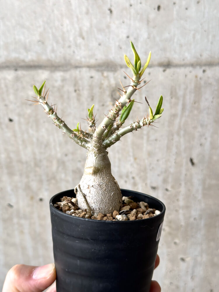 【現品限り】パキポディウム・ビスピノーサム 実生【N44】 Pachypodium bispinosum