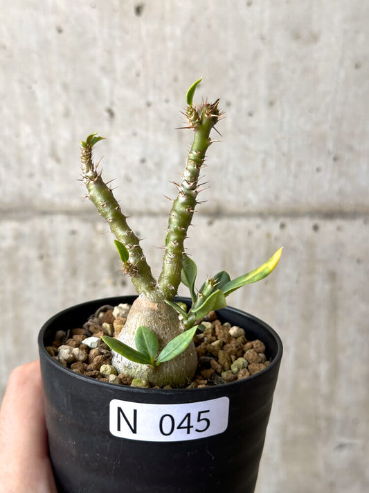 【現品限り】パキポディウム・ビスピノーサム 実生【N45】 Pachypodium bispinosum