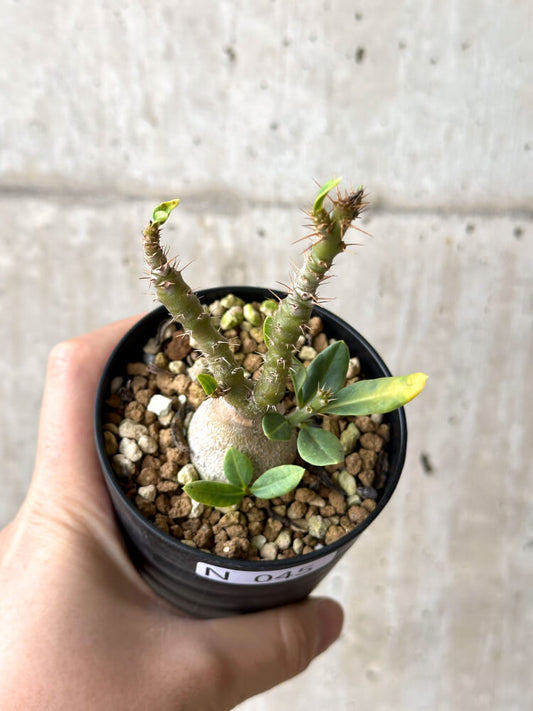 【現品限り】パキポディウム・ビスピノーサム 実生【N45】 Pachypodium bispinosum