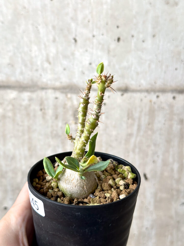 【現品限り】パキポディウム・ビスピノーサム 実生【N45】 Pachypodium bispinosum