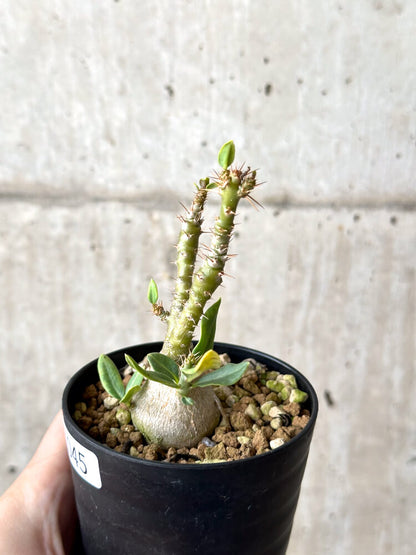 【現品限り】パキポディウム・ビスピノーサム 実生【N45】 Pachypodium bispinosum