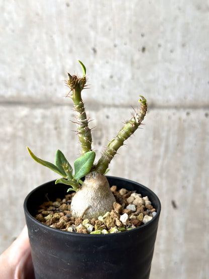 【現品限り】パキポディウム・ビスピノーサム 実生【N45】 Pachypodium bispinosum