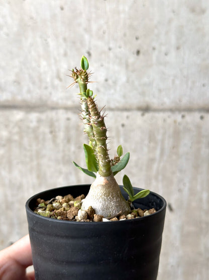 【現品限り】パキポディウム・ビスピノーサム 実生【N45】 Pachypodium bispinosum