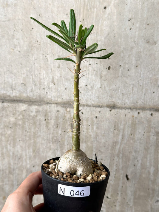 【現品限り】パキポディウム・サキュレンタム 実生【N46】 Pachypodium succulentum